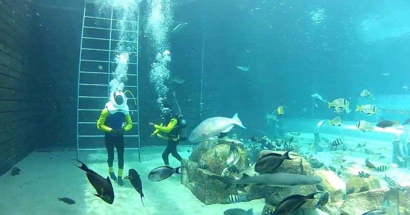 The fascinating Dubai Aquarium 16 Shark Walk