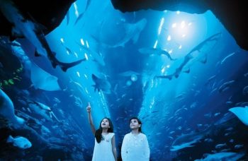 The fascinating Dubai Aquarium 7 The fascinating Dubai Aquarium