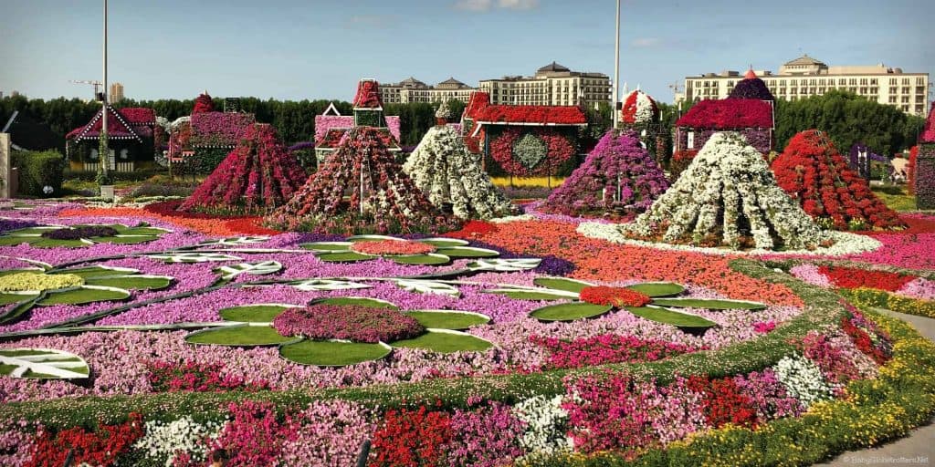 The Beautiful Miracle Garden Of Dubai 7 Miracle Garden Million Blooms
