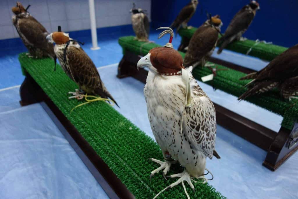 The Famous Falcon Hospital of Abu Dhabi 6 Falcon Treatment Session at the Hospital