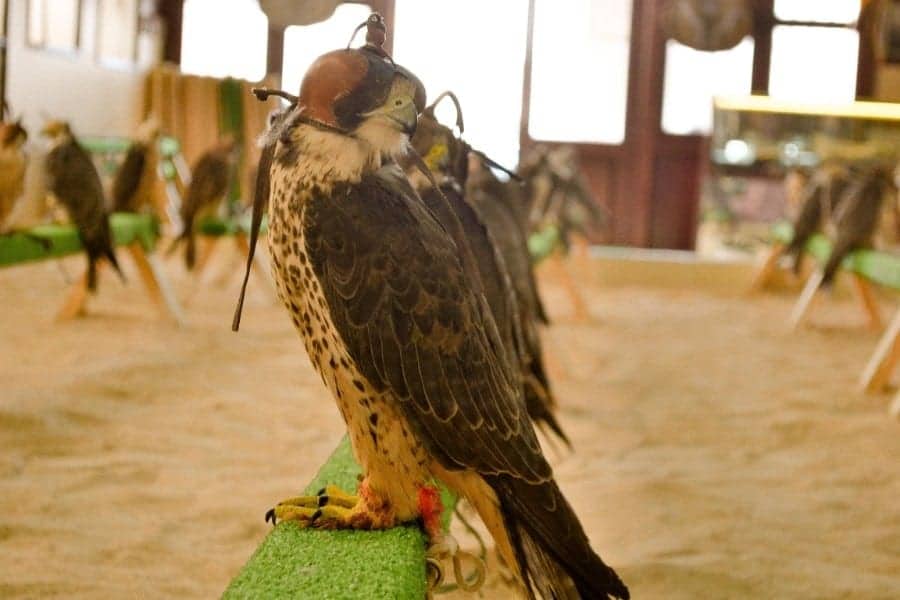 The Famous Falcon Hospital of Abu Dhabi 8 Falcon Treatment