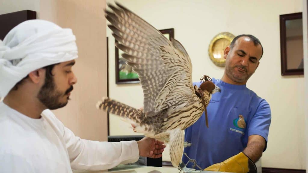 The Famous Falcon Hospital of Abu Dhabi 7 Doctors and Technicians Attending a Falcon
